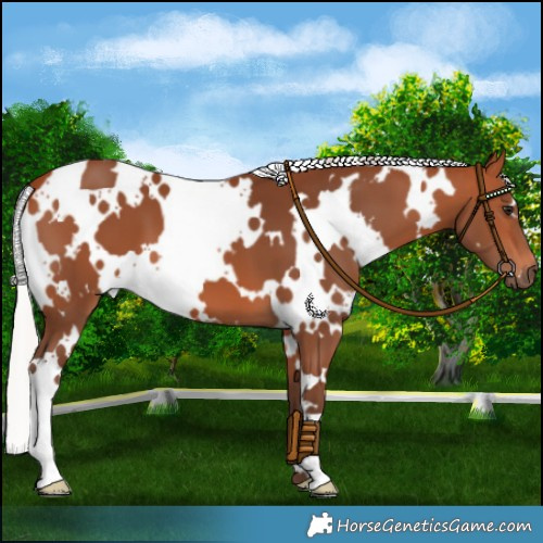 Horse Color:White Spotted Silver Bay 