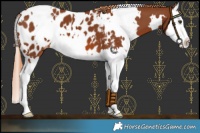 Horse Color:White Spotted Chestnut Splash Appaloosa 