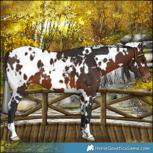 Horse Color:White Spotted Brown Blanket 