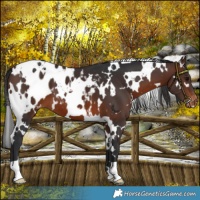 Horse Color:White Spotted Brown Blanket 