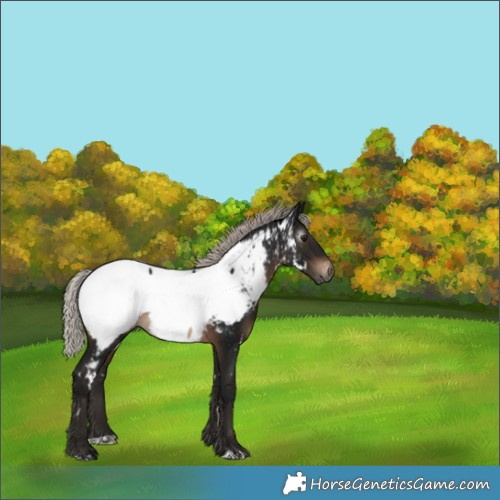 Horse Color:Gray White Spotted Silver Brown Near Fewspot 
