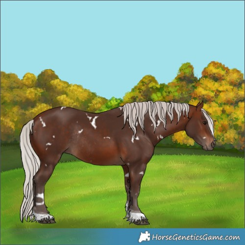 Horse Color:White Spotted Silver Brown Tobiano Rabicano 
