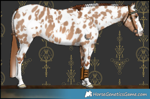 Horse Color:White Spotted Red Dun Near Leopard 
