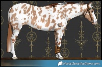 Horse Color:White Spotted Red Dun Near Leopard 