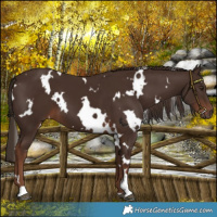 Horse Color:White Spotted Liver Chestnut 