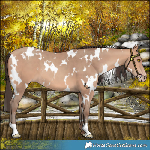 Horse Color:White Spotted Amber Champagne 