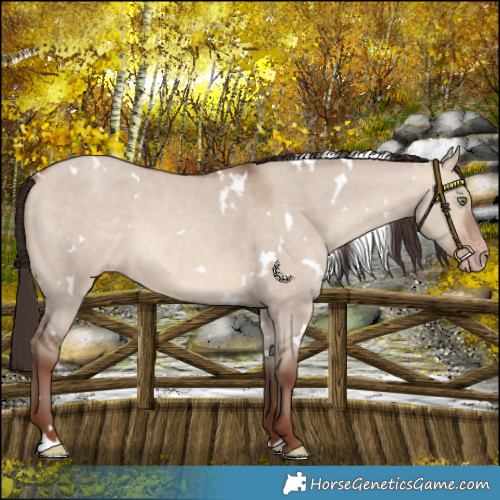 Horse Color:White Spotted Sable Champagne Dun 