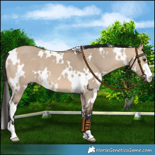 Horse Color:White Spotted Bay Dun 