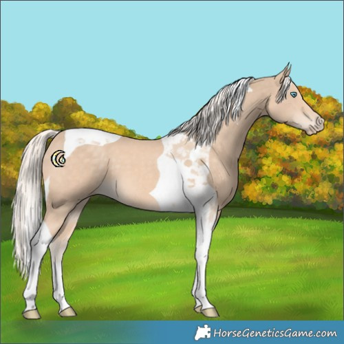 Horse Color:Cremello Tobiano