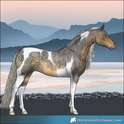 Horse Color:Silver Buckskin Roan Tobiano 