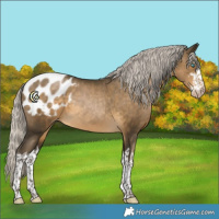 Horse Color:Gray White Spotted Silver Buckskin Pearl Blanket