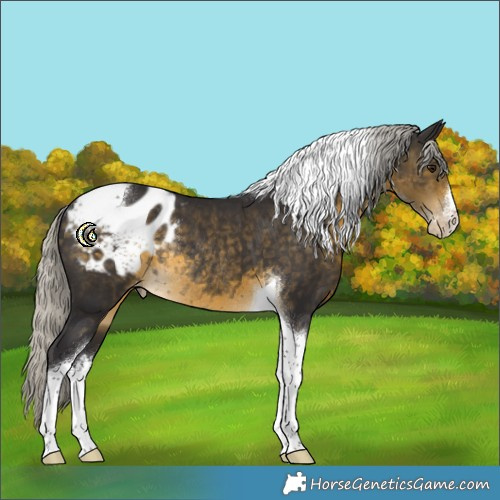 Horse Color:White Spotted Silver Buckskin Tobiano Appaloosa Rabicano