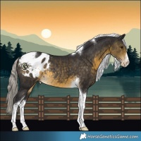 Horse Color:White Spotted Silver Buckskin Tobiano Blanket Rabicano 