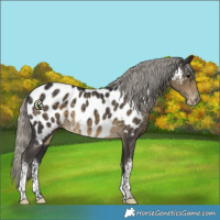 Horse Color:White Spotted Silver Smoky Black Near Leopard 