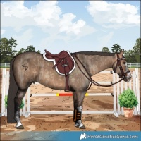 Horse Color:Bay Dun  and Bay Dun 