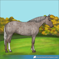 Horse Color:Silver Blue Roan Sabino 