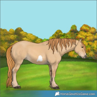Horse Color:Red Dun Frame 