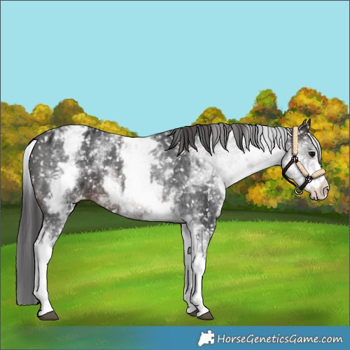 Horse Color:White Spotted Brown Appaloosa 