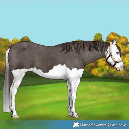 Horse Color:Liver Chestnut Splash Appaloosa