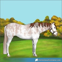 Horse Color:Red Roan Sabino Splash Appaloosa