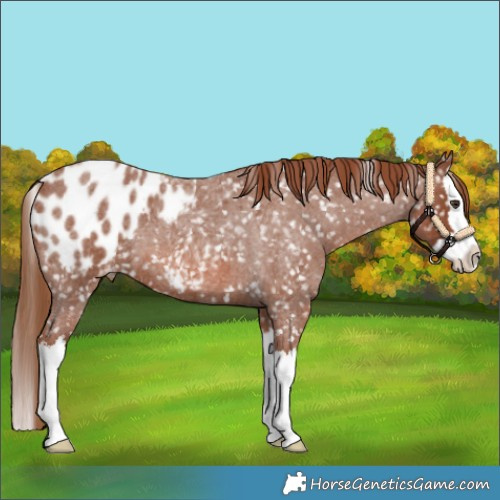 Horse Color:Red Roan Splash Appaloosa 