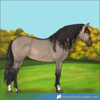 Horse Color:Brown Dun