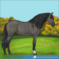 Horse Color:Grullo 