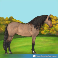 Horse Color:Bay Dun 