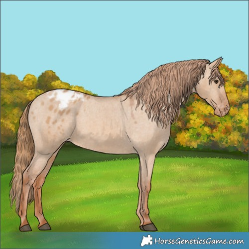 Horse Color:Red Dun Varnish