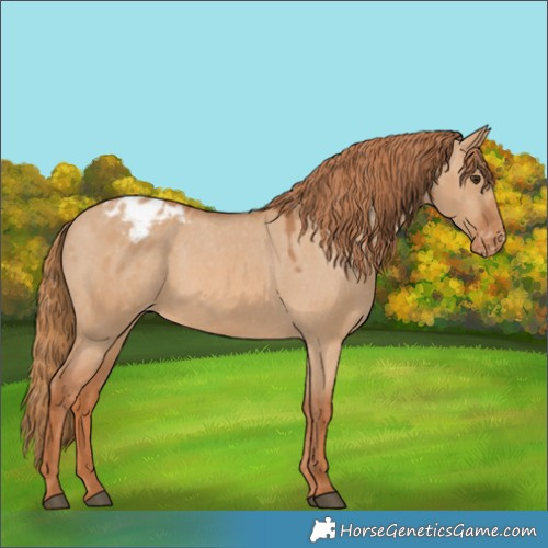 Horse Color:Red Dun Appaloosa 