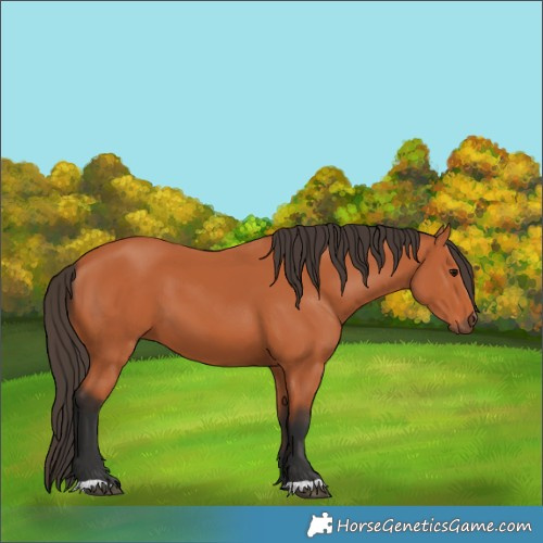Horse Color:Bay 