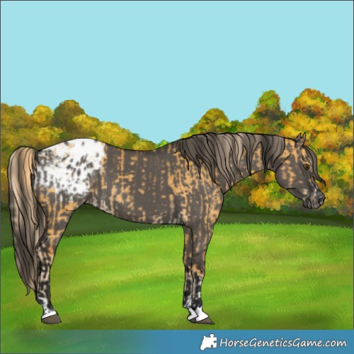 Horse Color:Gray Palomino Dun Appaloosa  and Gray Smoky Grullo Appaloosa 