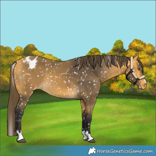 Horse Color:Buckskin Appaloosa 