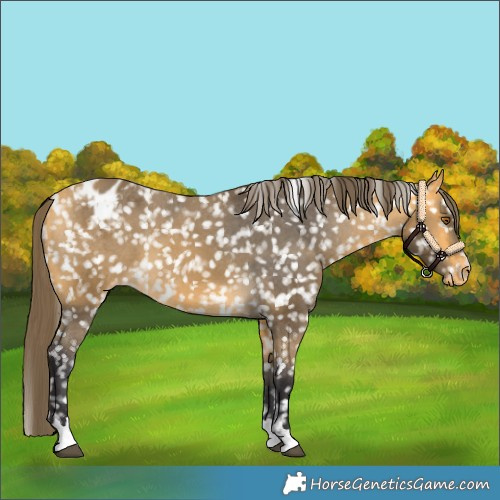 Horse Color:Buckskin Snowflake Varnish