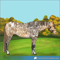 Horse Color:Buckskin Snowflake Varnish 