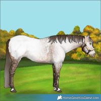 Horse Color:Gray Bay Pearl Appaloosa 