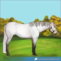Horse Color:Gray Silver Brown Roan Varnish 