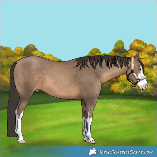 Horse Color:White Spotted Amber Champagne 