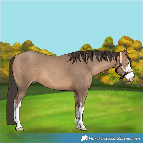 Horse Color:White Spotted Amber Champagne 