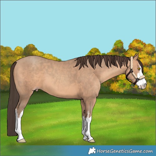 Horse Color:White Spotted Amber Champagne