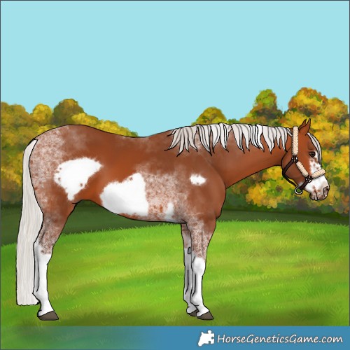 Horse Color:Silver Bay Tobiano Frame 