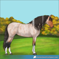 Horse Color:Bay Roan Tobiano