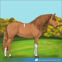 Horse Color:Chestnut Tobiano