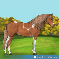 Horse Color:Chestnut Tobiano