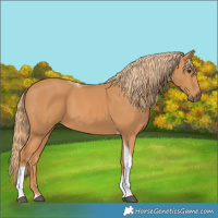 Horse Color:Chestnut Tobiano