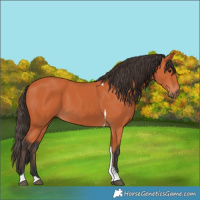 Horse Color:Bay Tobiano 