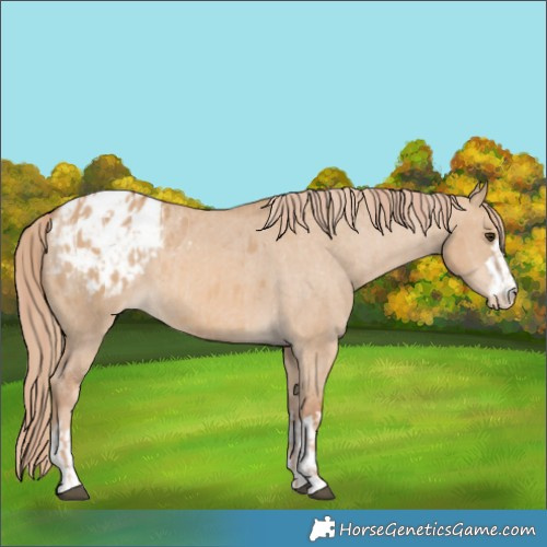 Horse Color:Red Dun Appaloosa  and Red Dun Appaloosa 