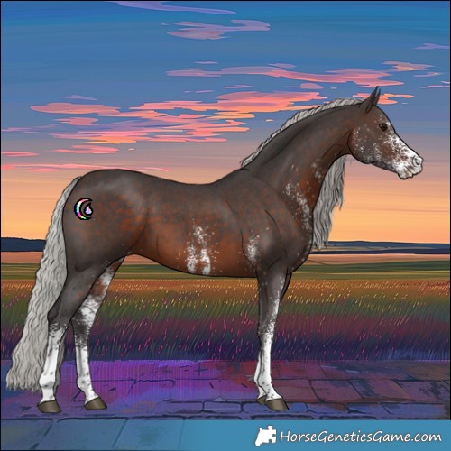 Horse Color:White Spotted Silver Brown Tobiano 