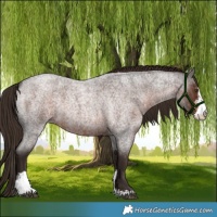 Horse Color:Liver Red Roan Sabino Rabicano