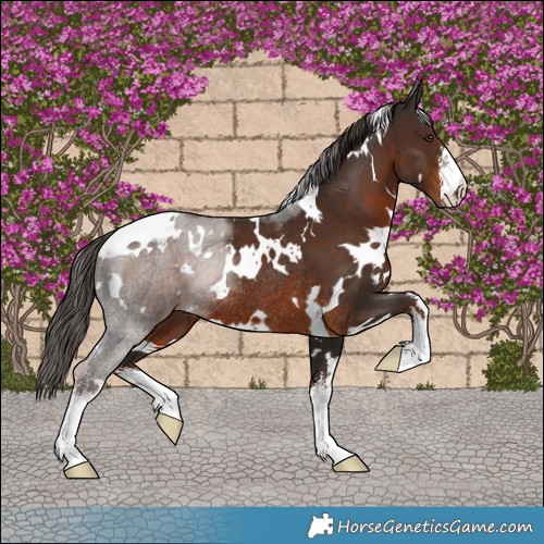 Horse Color:White Spotted Liver Chestnut Rabicano 